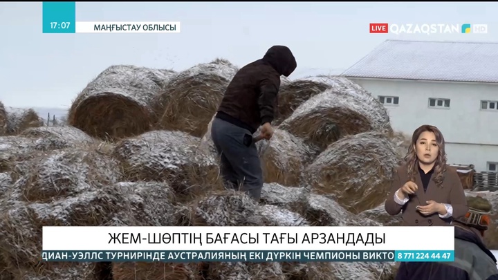 Маңғыстау облысында жем-шөптің бағасы арзандады