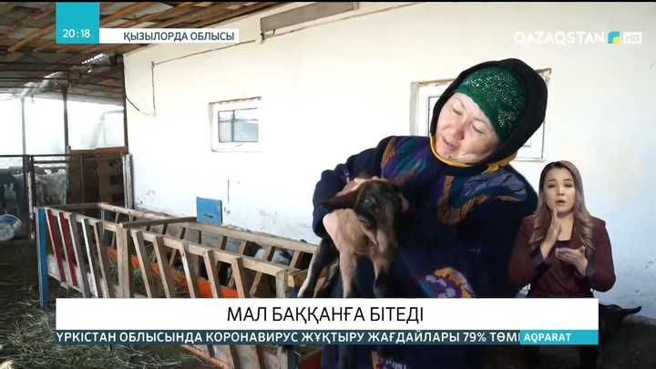 Қызылордалық Ляззат Пәрменқұлова  асыл тұқымды ешкі малын өсіріп, шаруашылығын дөңгелетіп отыр