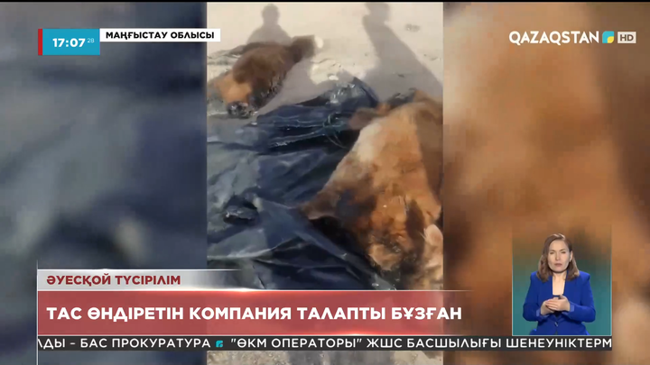 Маңғыстау облысында сиырлар қарамайға батып қырылып жатыр