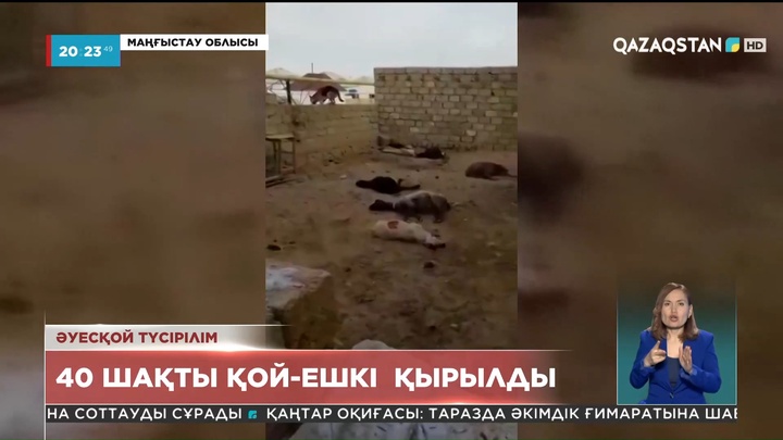 Маңғыстау облысында ит малға шауып 40 шақты қой-ешкі қырылды