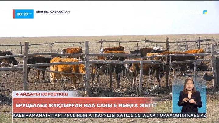 ШҚО-да бруцеллез жұқтырған мал саны 6 мыңға жетті