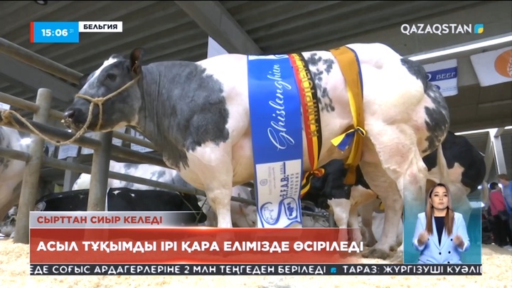 Бельгиялық көк сиыр Қазақстанда өсіріледі