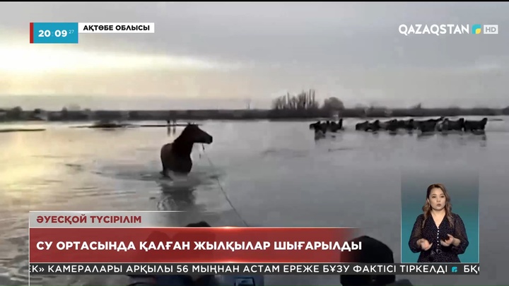 Ақтөбе облысында су ортасында қалған жылқылар шығарылды