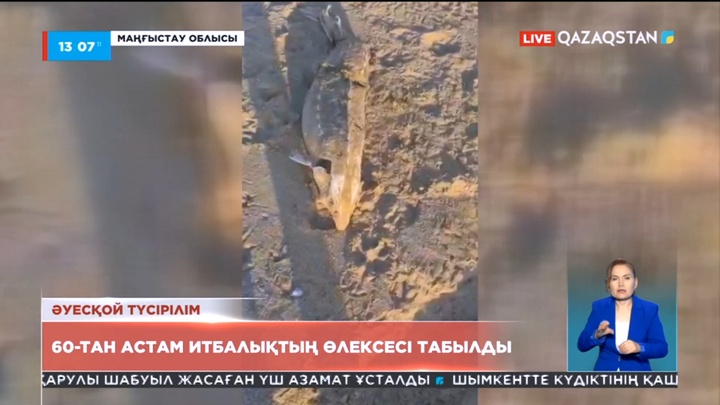 Каспий жағалауынан табылған итбалықтар қыс мезгілінде өлген болуы мүмкін