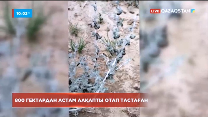 Атырау облысындағы Қызылқоға ауданында жусан жемірі құрты қаптап кетті