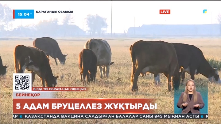Қарағанды облысында 5 адам бруцеллез жұқтырған
