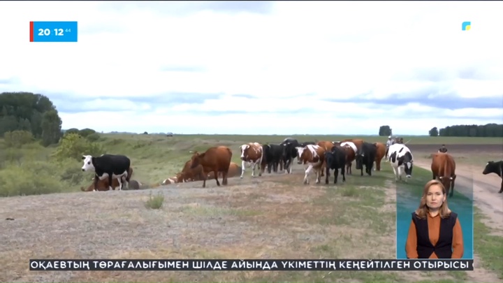 СҚО: Бақташылар мал бағудан бас тартты