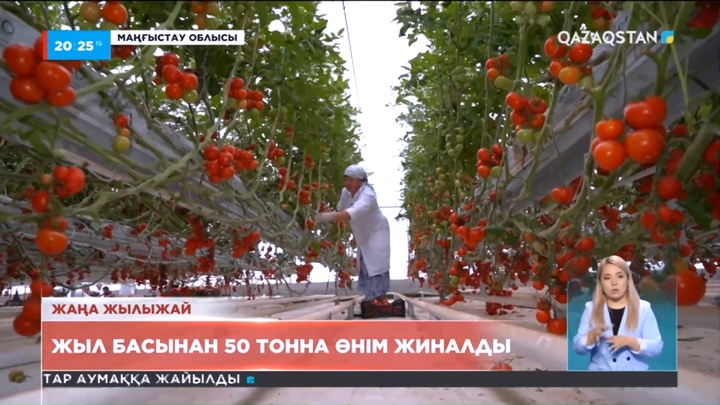 Маңғыстау облысындағы ең үлкен жылыжайда 50 тонна өнім жиналды