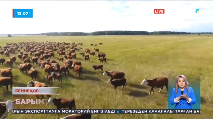 Елде соңғы уақытта мал ұрлығы көбейген