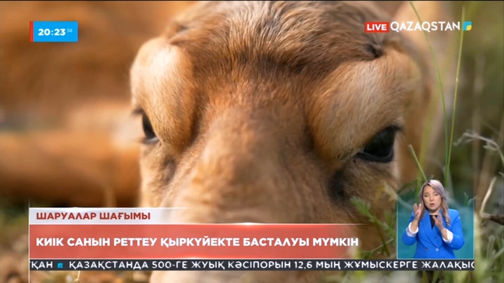 Әуесқой аңшылар мен қарапайым тұрғындарға киік атуға рұқсат берілмейді