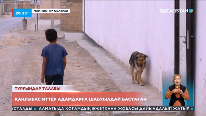 Ақтау тұрғындары қаңғыбас иттерден зардап шегуде