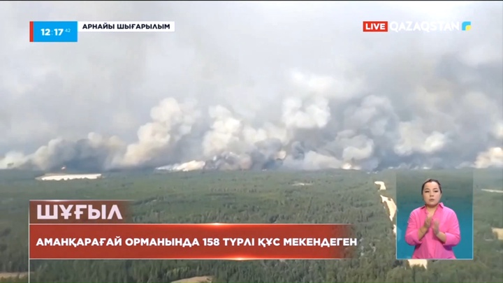 Қостанай облысы: Аманқарағай орманында 158 түрлі құс мекендеген