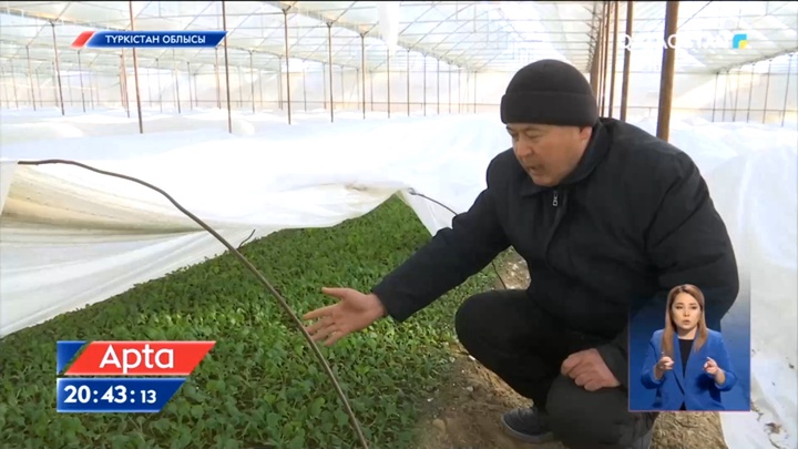 Түркістанда жылыжайларда көкөністер үсіп жатыр