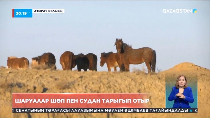Атыраулық шаруалар шөп пен судан тарығып отыр