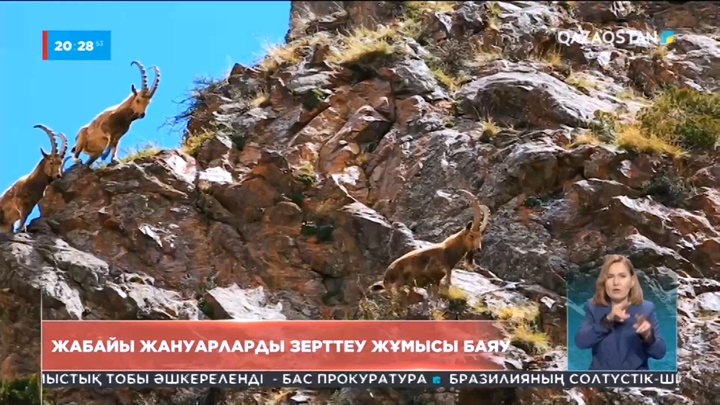 Жабайы жануарларды зерттеу жұмысы саябырлап тұр
