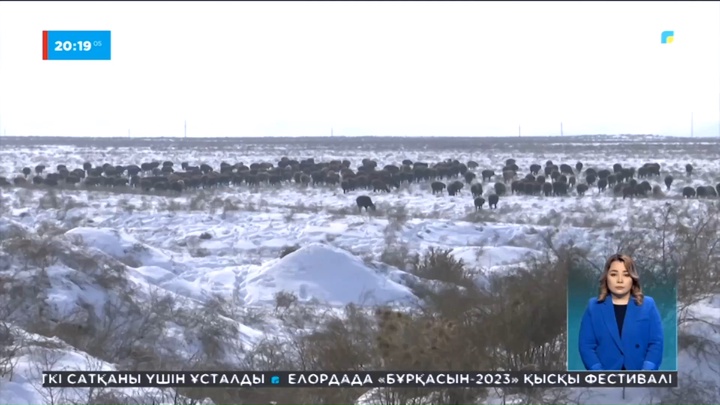 Түркістан облысында жайылымдар сот арқылы қайтарыла бастады