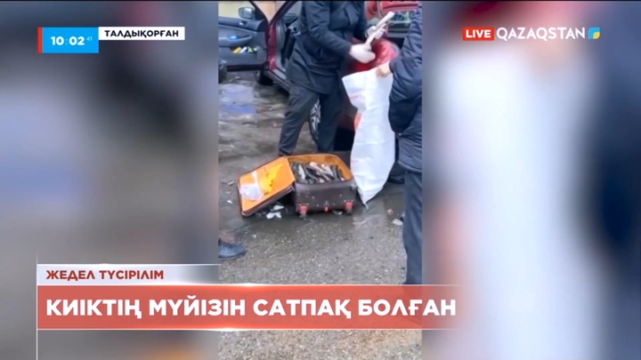 Талдықорғанда киіктің мүйізін сатпақ болған азамат ұсталды