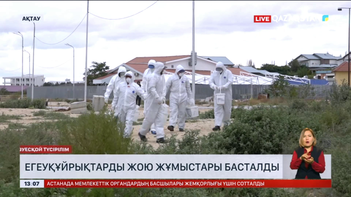 Ақтауда егеуқұйрық көбейді