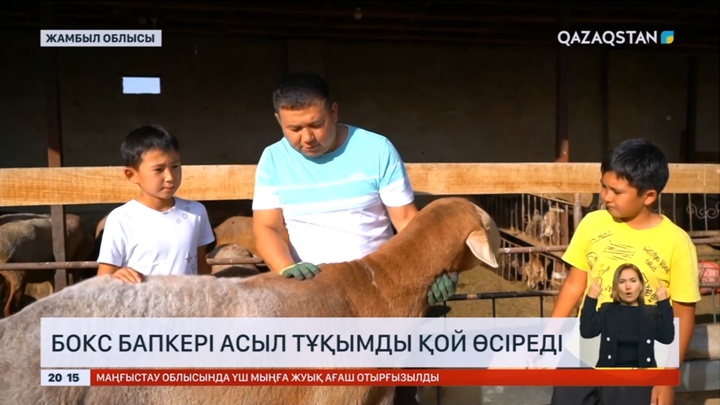Жамбылдық шопан жылына 35 млн теңге табыс тауып отыр