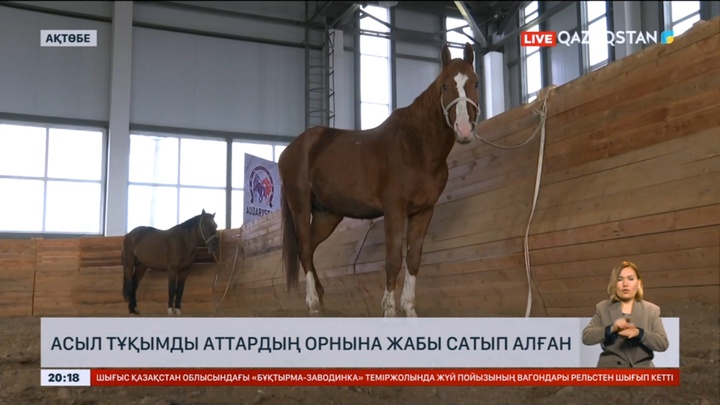 Ақтөбедегі ат спорты мектебінен шу шықты