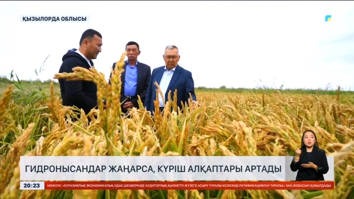 Қызылордалық шаруалар күріш алқаптарының көлемін ұлғайтпақ