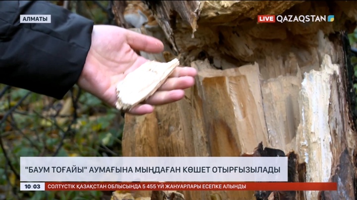 Алматыда «Баум тоғайы» аумағына мыңдаған көшет отырғызылады