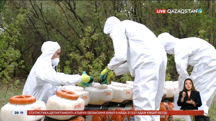 Павлодар облысында шыбын-шіркейді улауға 9 млрд теңге бөлінді