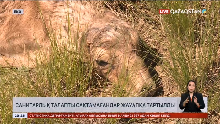 БҚО-да киік етін өңдейтін 8 комбинат жұмыс істеп тұр