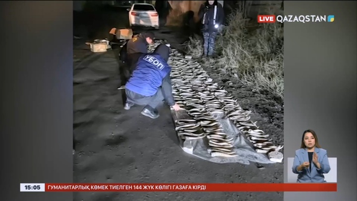 Павлодар облысында 800 дана киік мүйізі тәркіленді