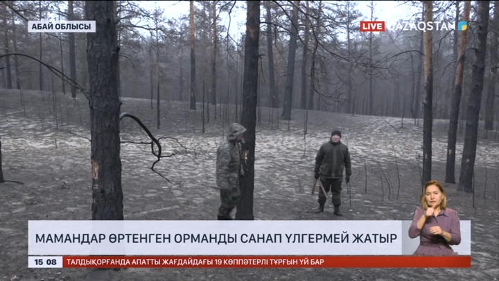 Абай облысында мамандар өртенген орманды санап үлгермей жатыр