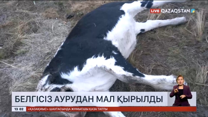 Батыс Қазақстан облысында белгісіз аурудан мал қырылды