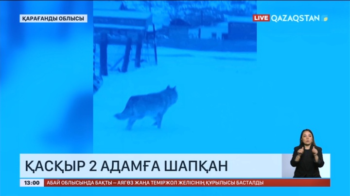 Қарағанды облысында  2 адамға қасқыр шапқан