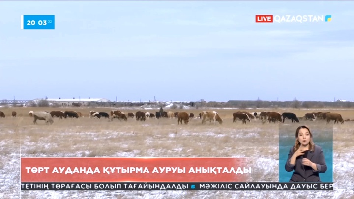 Павлодар облысының төрт ауданында құтырма ауруы анықталды