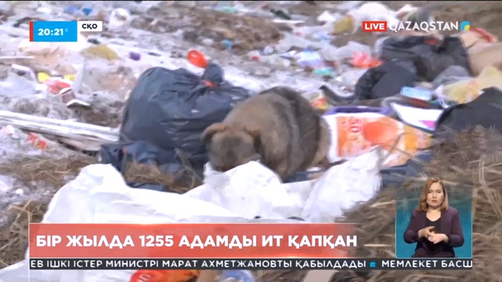 Солтүстік Қазақстан облысында соңғы бір жылда 1200-ден астам тұрғынды ит қапқан