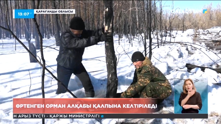 Қарағанды облысында өртенген орман алқабы қалпына келтіріледі