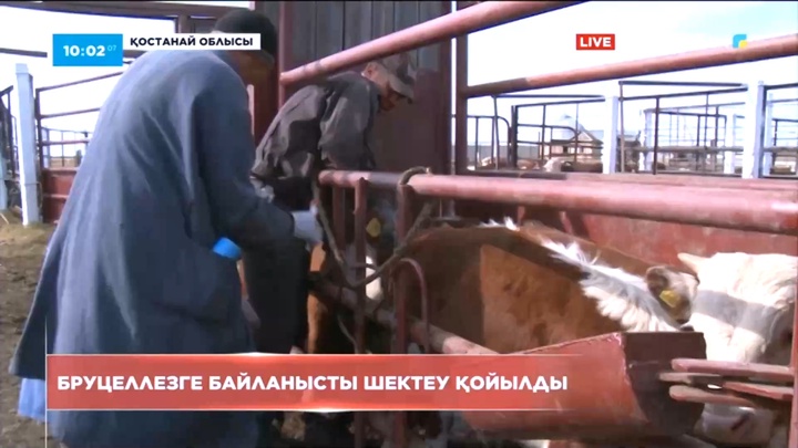Қостанай облысында 36 сиырдан бруцеллез табылған