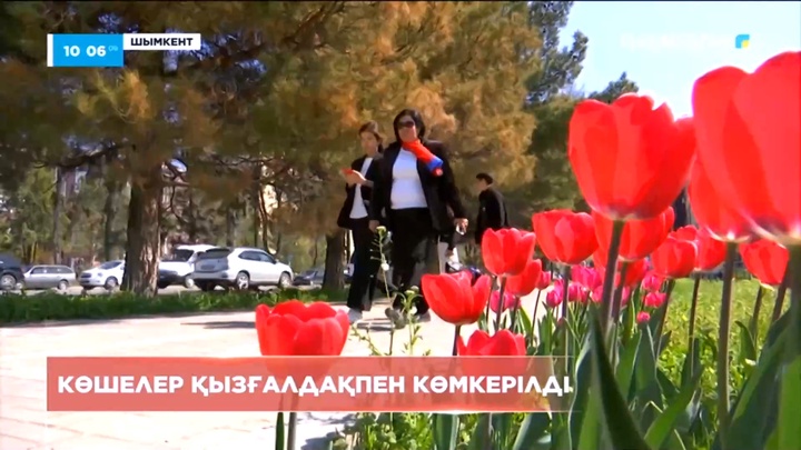 Шымкенттің көшелері қызғалдақпен көмкерілді