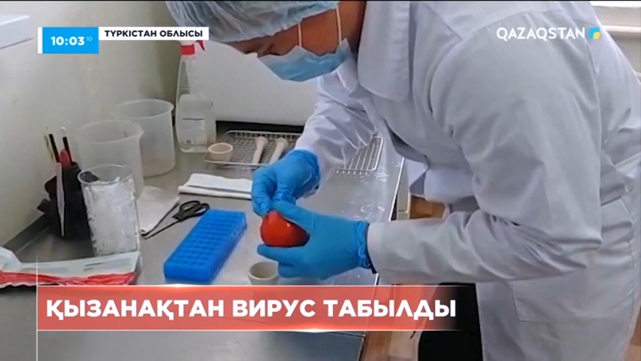 Түркістан облысында қызанақтан вирус табылды