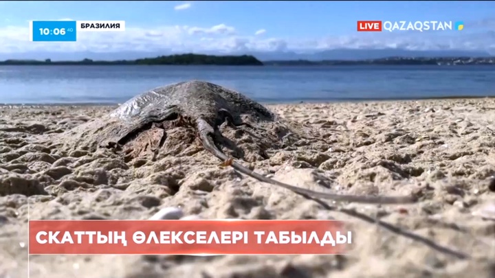 Бразилияда скаттың өлекселері табылды