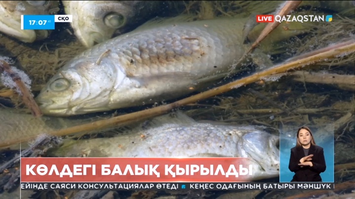 СҚО-дағыТереңкөл көлінде балық қырылды