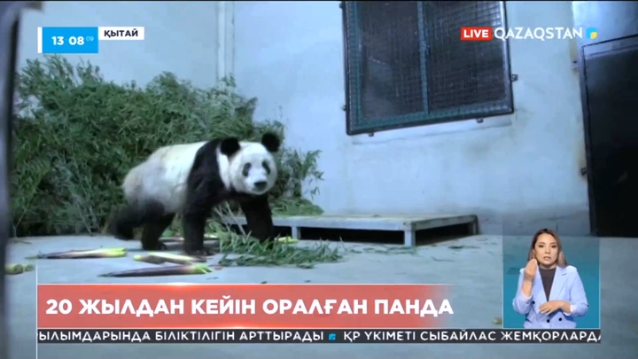20 жыл бұрын АҚШ-тың хайуанаттар бағына берілген панда Шанхайға оралды