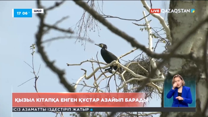 ШҚО-да өрт кесірінен қызыл кітапқа енген құстар азайып барады