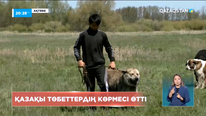 Ақтөбеде қазақы төбет иттердің көрмесі өтті