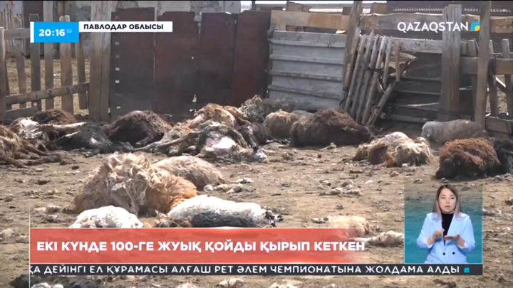 Павлодар облысында екі күнде 100-ге жуық қойды қырып кеткен