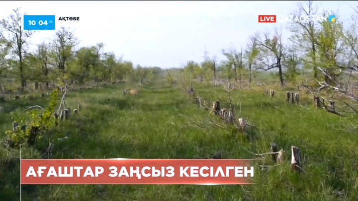 Ақтөбеде 236 ағаш заңсыз кесілген