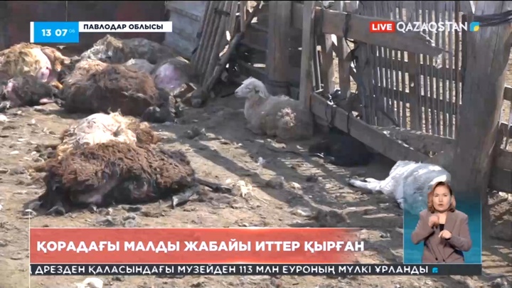 Павлодар облысында қорадағы малды жабайы иттер қырған