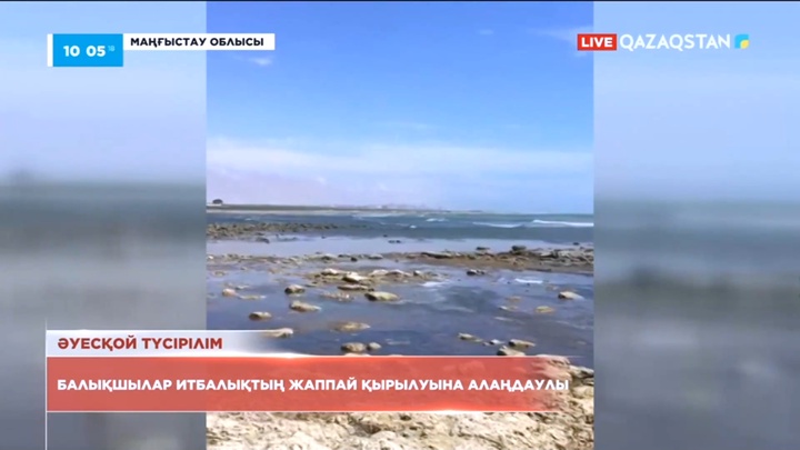Маңғыстауда балықшылар итбалықтың жаппай қырылуына алаңдаулы
