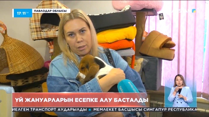 Павлодарда үй жануарларына чип салынып жатыр