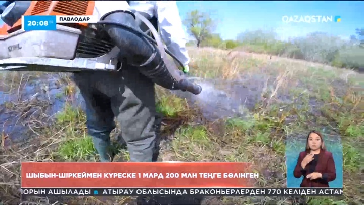 Павлодар облысы шыбын-шіркеймен күресті бастап кетті