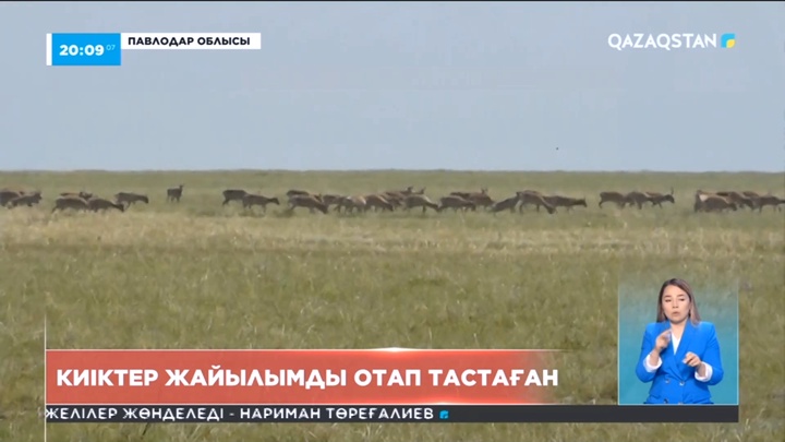 Павлодар облысында киіктер жайылымды отап кеткен